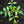 Tiny Tim Tomato Seeds For Planting (Lycopersicon esculentum)