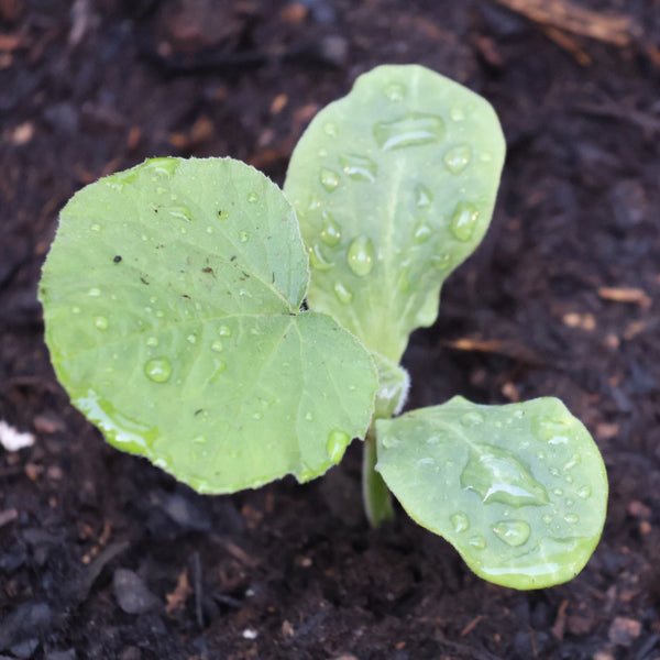 Waltham Butternut Winter Squash Seeds For Planting (Cucurbita pepo)