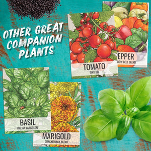 Culinary Herb Seed Variety Pack (12 Packets)