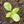 Sweet Basil Herb Seeds For Planting (Ocimum basilicum)