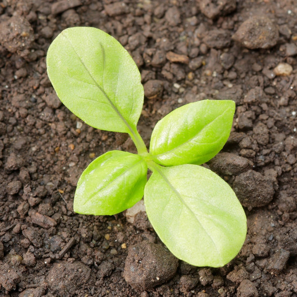 Sweet Basil Herb Seeds For Planting (Ocimum basilicum)