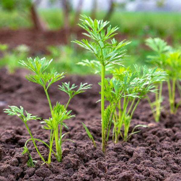 Red Core Chantenay Carrot Seeds For Planting (Daucus carota)