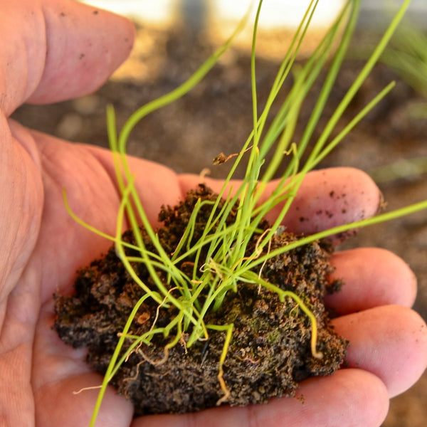 Common Chives Herb Seeds For Planting (Allium schoenoprasum)