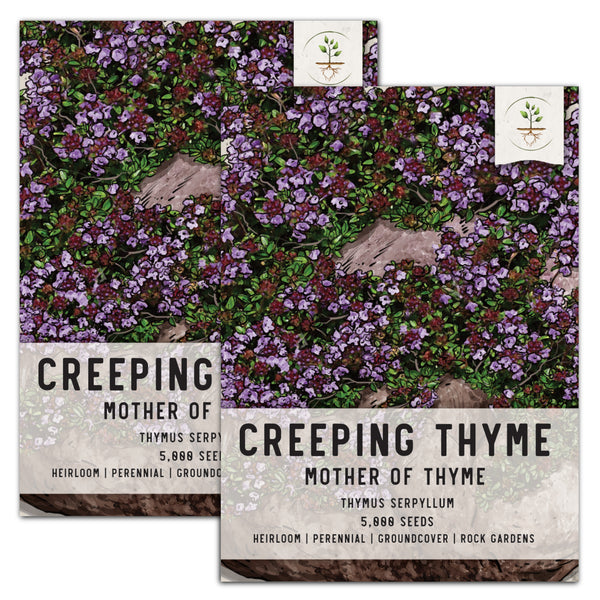 Mother of Thyme, Creeping Thyme Seeds For Planting (Thymus serpyllum)