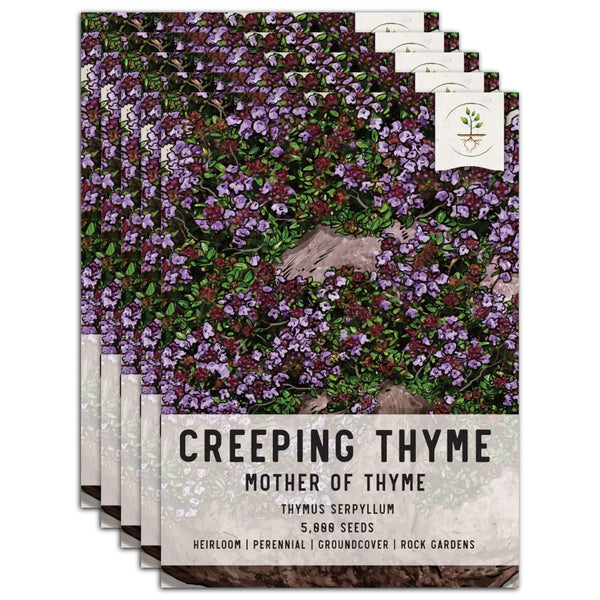 Mother of Thyme, Creeping Thyme Seeds For Planting (Thymus serpyllum)