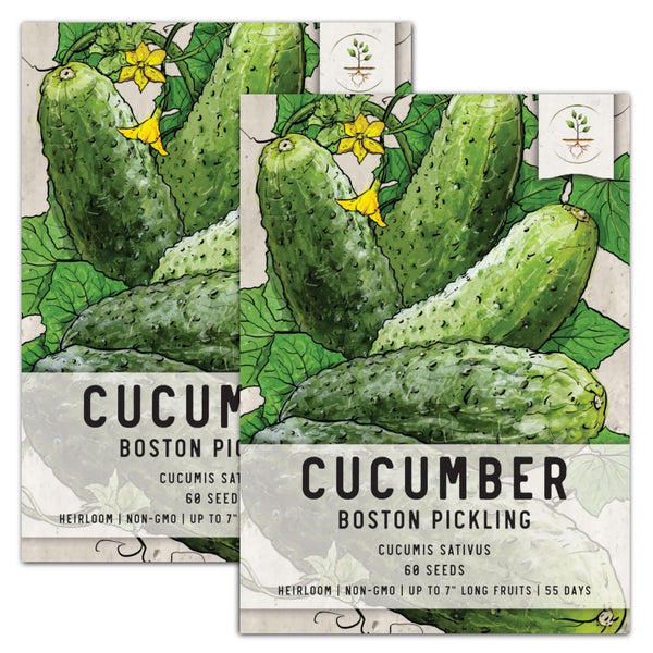 planting pickling cucumber seeds Boston Pickling Cucumber Seeds For Planting (Cucumis sativus) – Seed Needs LLC