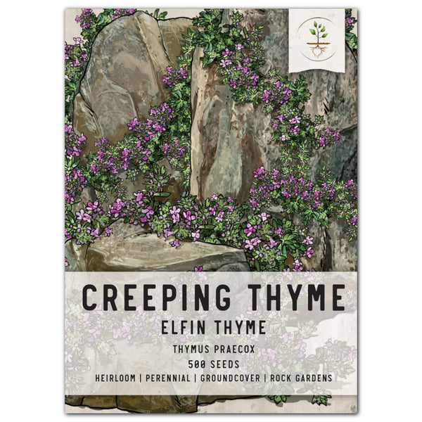 Elfin Thyme, Creeping Thyme Seeds For Planting (Thymus praecox)