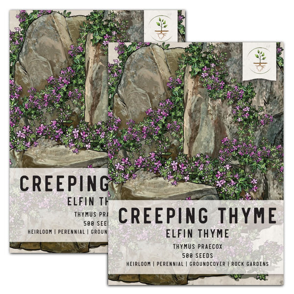 Elfin Thyme, Creeping Thyme Seeds For Planting (Thymus praecox) Seed