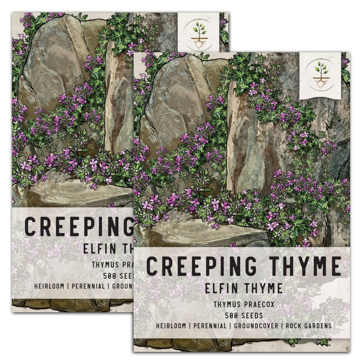 Elfin Thyme, Creeping Thyme Seeds For Planting (Thymus praecox) Seed