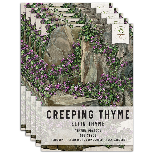 Elfin Thyme, Creeping Thyme Seeds For Planting (Thymus praecox)