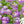 Royal Carpet Alyssum Seeds For Planting (Lobularia maritima)