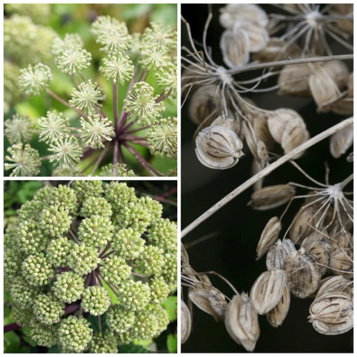 Angelica Herb Seeds For Planting (Angelica archangelica)