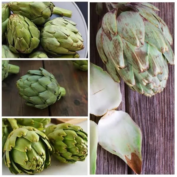 Green Globe Artichoke Seeds For Planting (Cynaria scolymus)