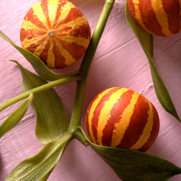 Tigger Melon Seeds For Planting (Cucumis melo)
