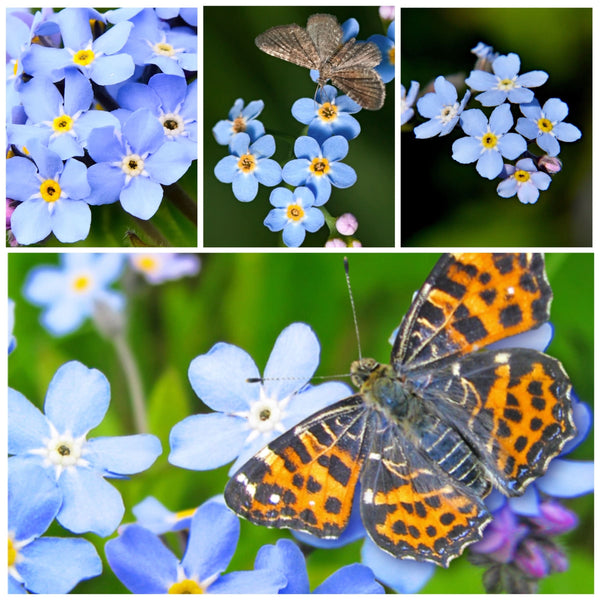 Forget-Me-Not Seed Packet Favors (FAV-021)