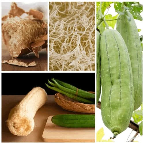 Luffa Gourd Seeds For Planting (Luffa aegyptiaca)