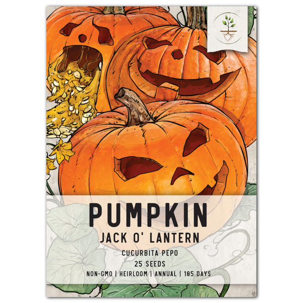 Jack O Lantern Pumpkin Seeds For Planting (Cucurbita pepo)