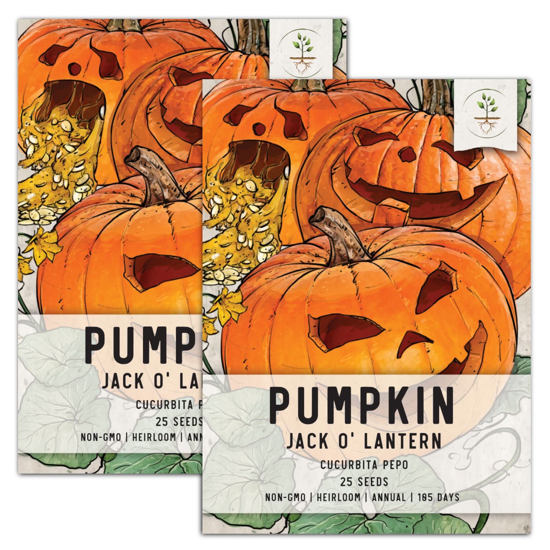 Amazon.com : Seed Needs, Jack O' Lantern Pumpkin Seeds - 25