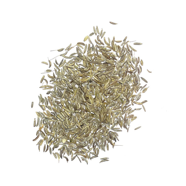 plant caraway seeds Caraway Herb Seeds For Planting (Carum carvi) Seed Needs – Seed Needs LLC