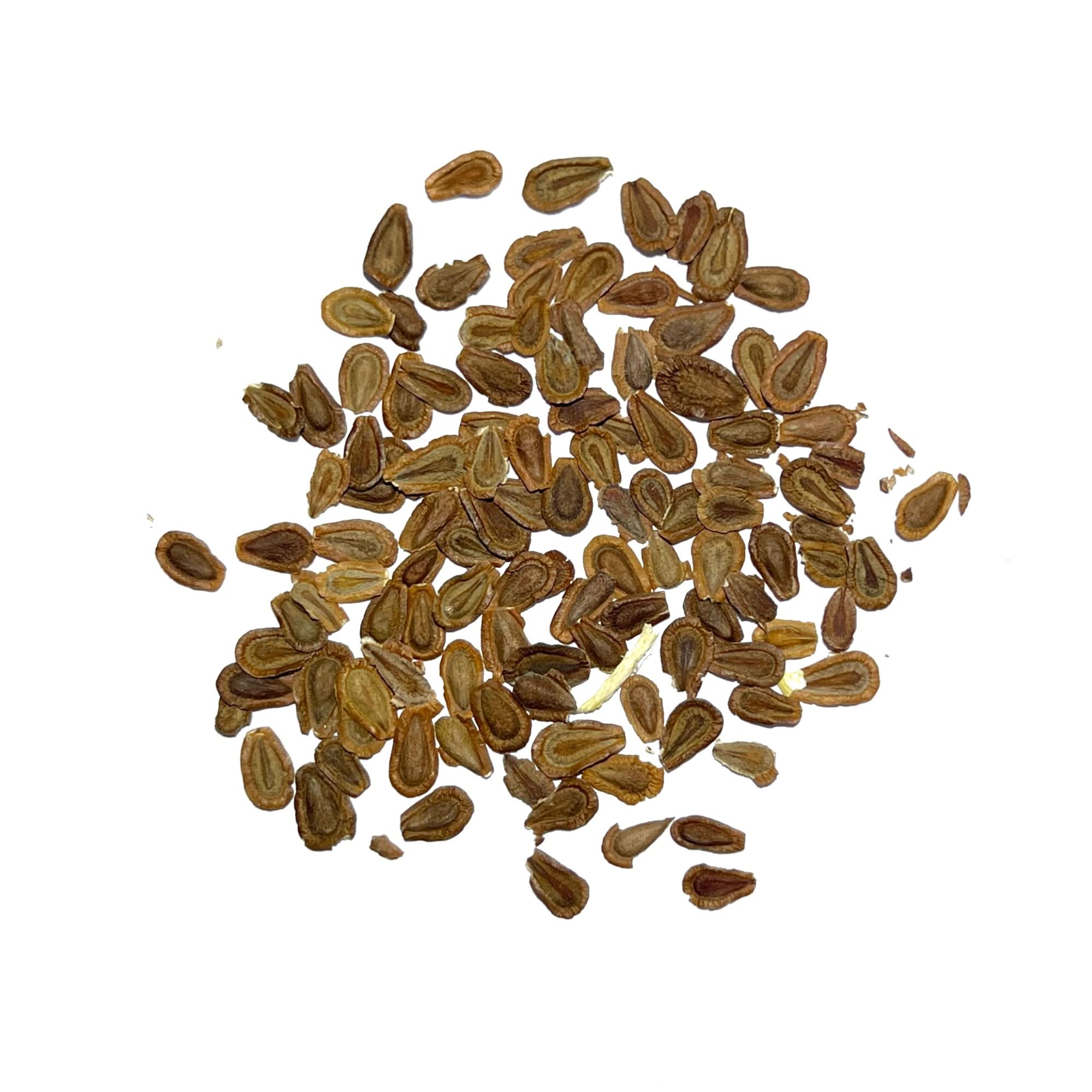 Common Milkweed Seeds For Planting (Asclepias syriaca)
