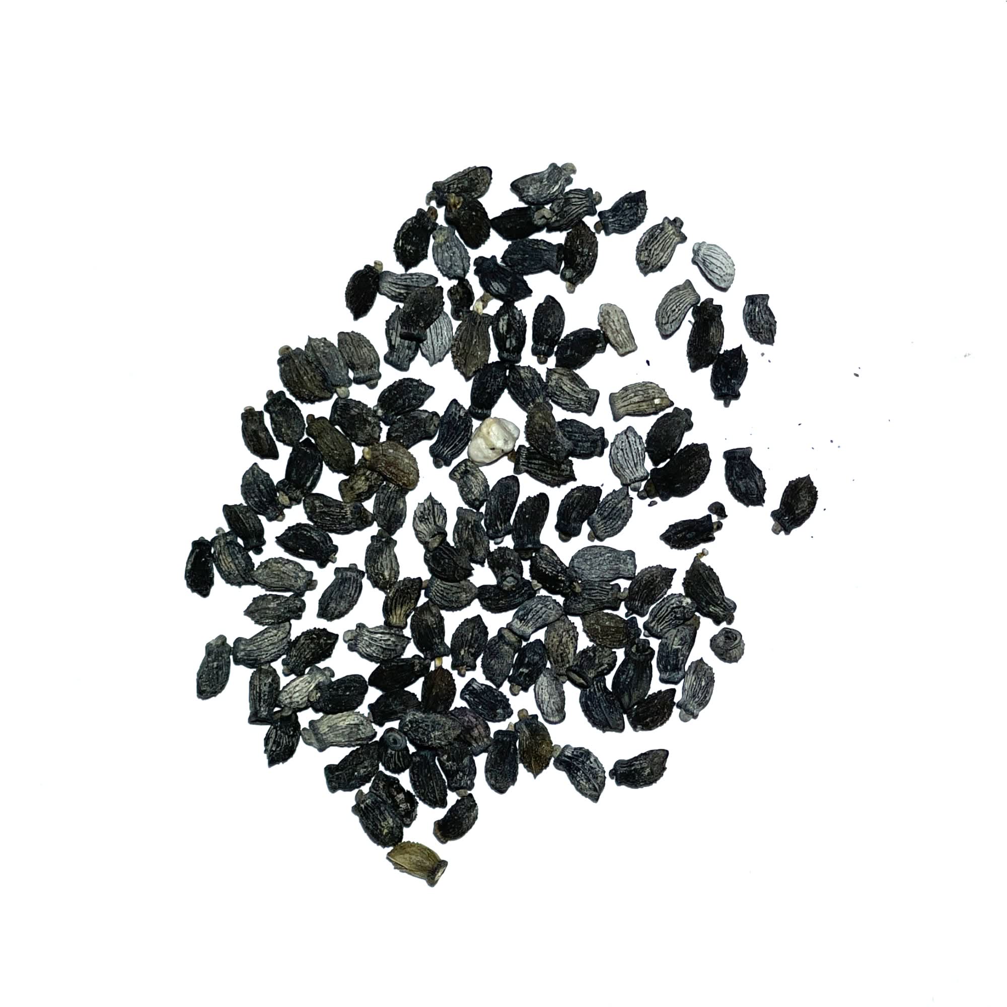 Seed Needs Borage Seeds - Thumbnail 5