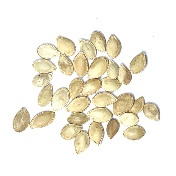 Early White Scallop Summer Squash Seeds For Planting (Cucurbita pepo)