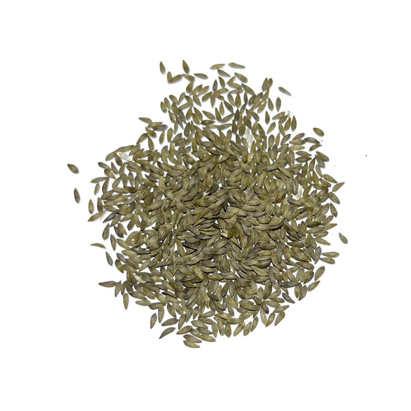 planting buttercrunch lettuce seeds Buttercrunch Lettuce Seeds For Planting (Lactuca sativa) Seed Needs – Seed Needs LLC