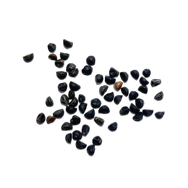 Blue Picotee Morning Glory Seeds For Planting (Ipomoea nil)