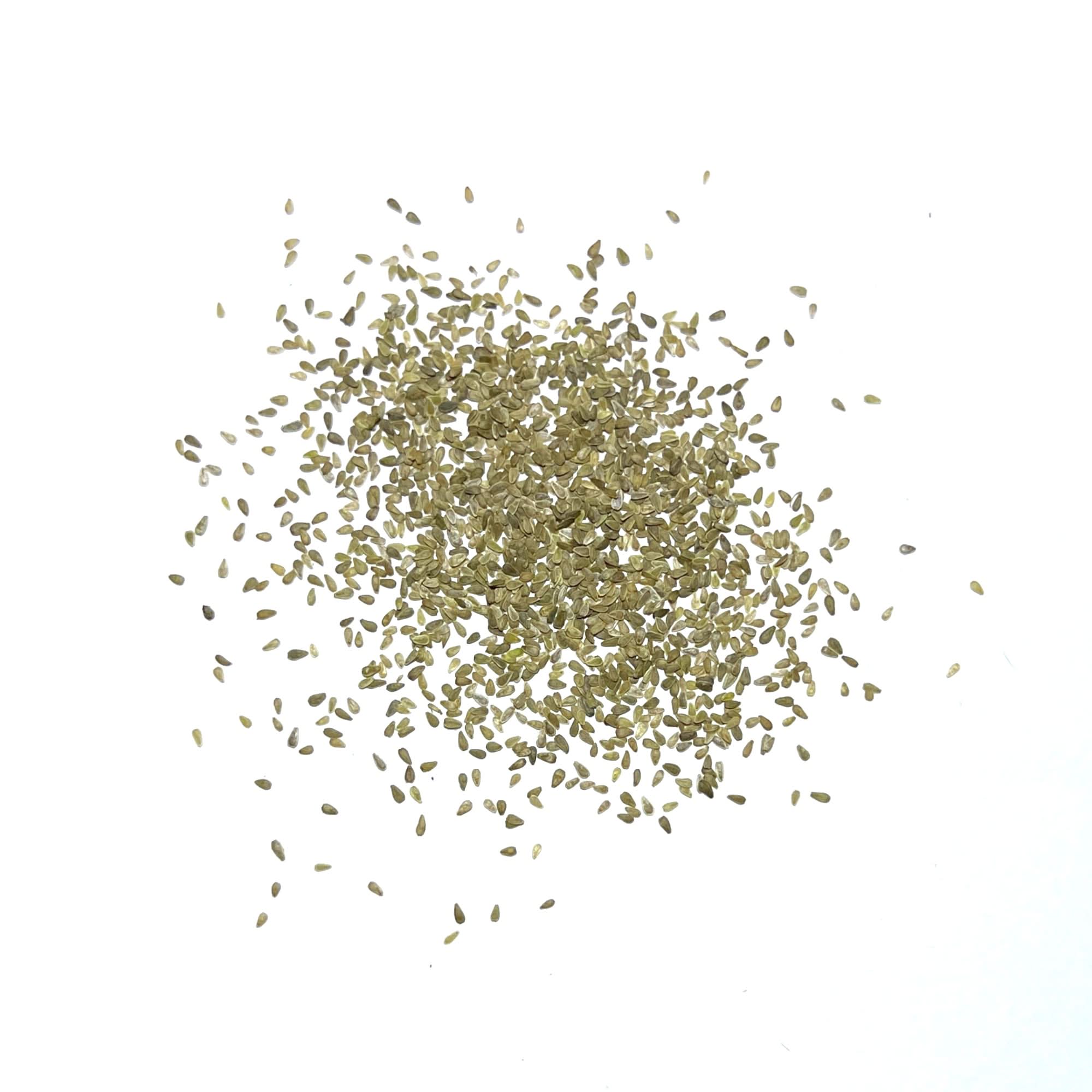 White English Daisy Twin Pack of 1,000 Seeds