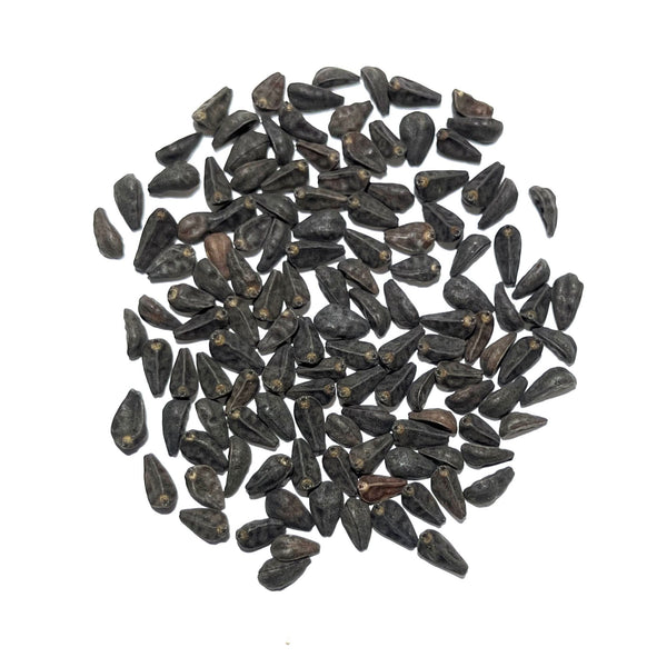 morning glory seeds lsa Flying Saucers Morning Glory Seeds For Planting (Ipomoea purpurea) – Seed Needs LLC
