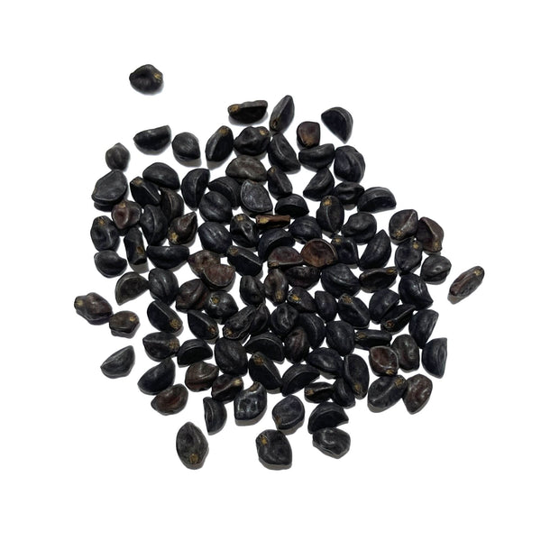 morning glory scarlet o'hara seeds Scarlet O Hara Morning Glory Seeds For Planting (Ipomoea nil) – Seed Needs LLC