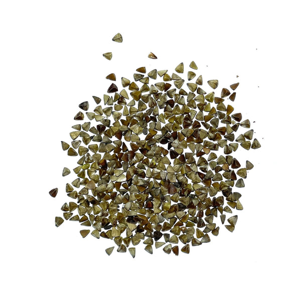 planting bells of ireland seeds Bells of Ireland Seeds For Planting (Molucella laevis) Seed Needs – Seed Needs LLC