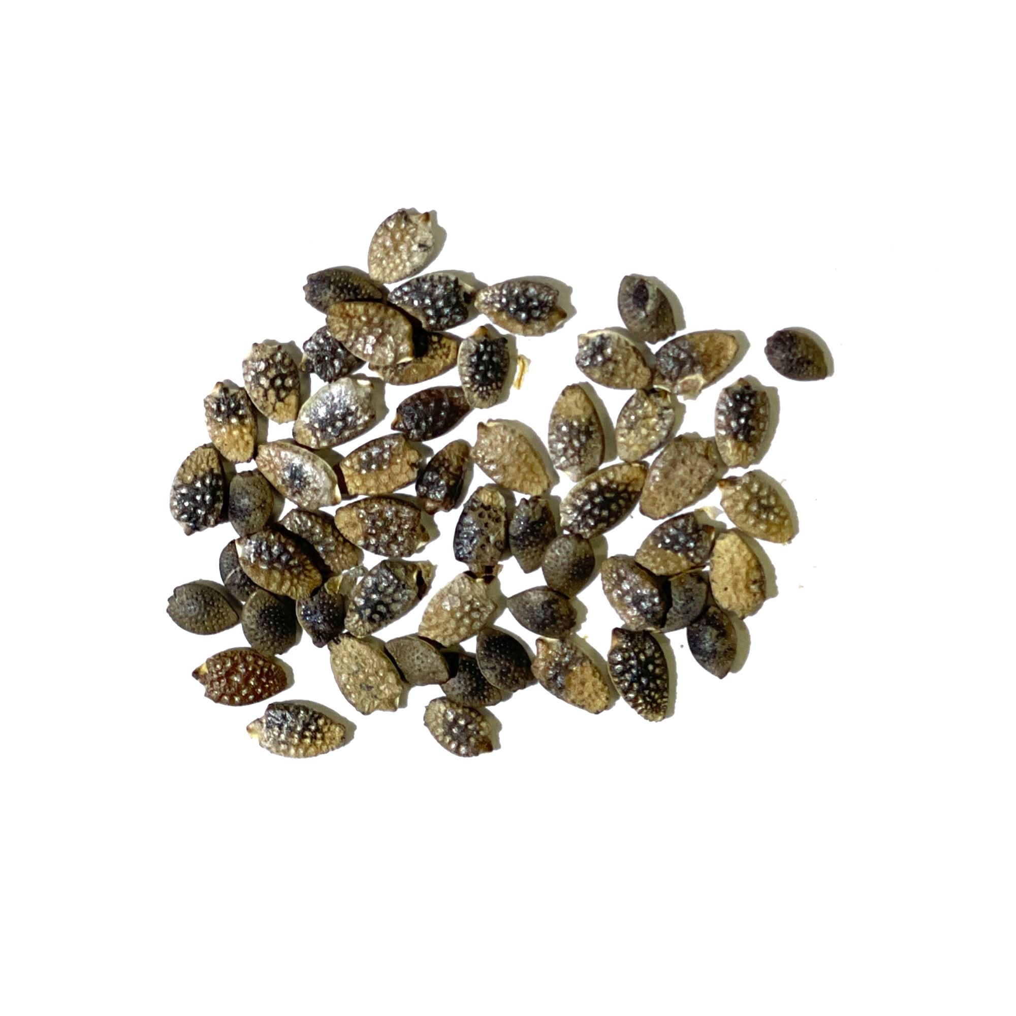 Purple Passion Flower Seeds For Planting (Passiflora edulis)