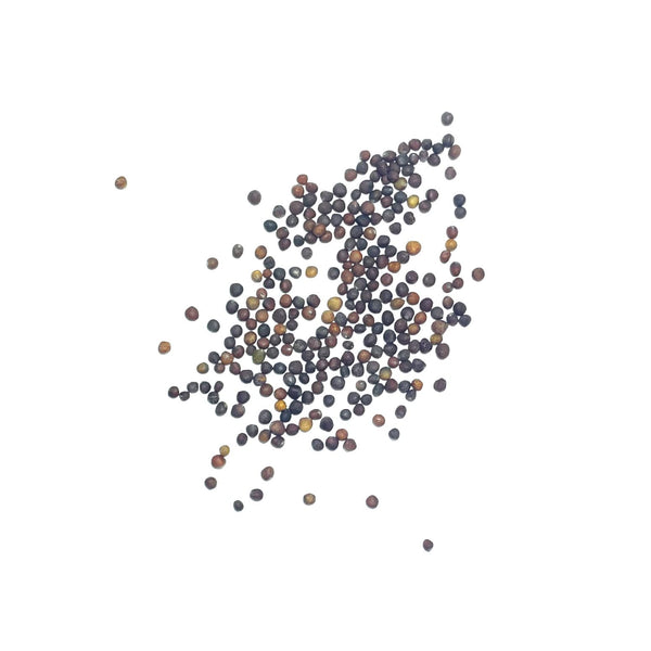 Early Round Dutch Cabbage Seeds For Planting (Brassica oleracea)