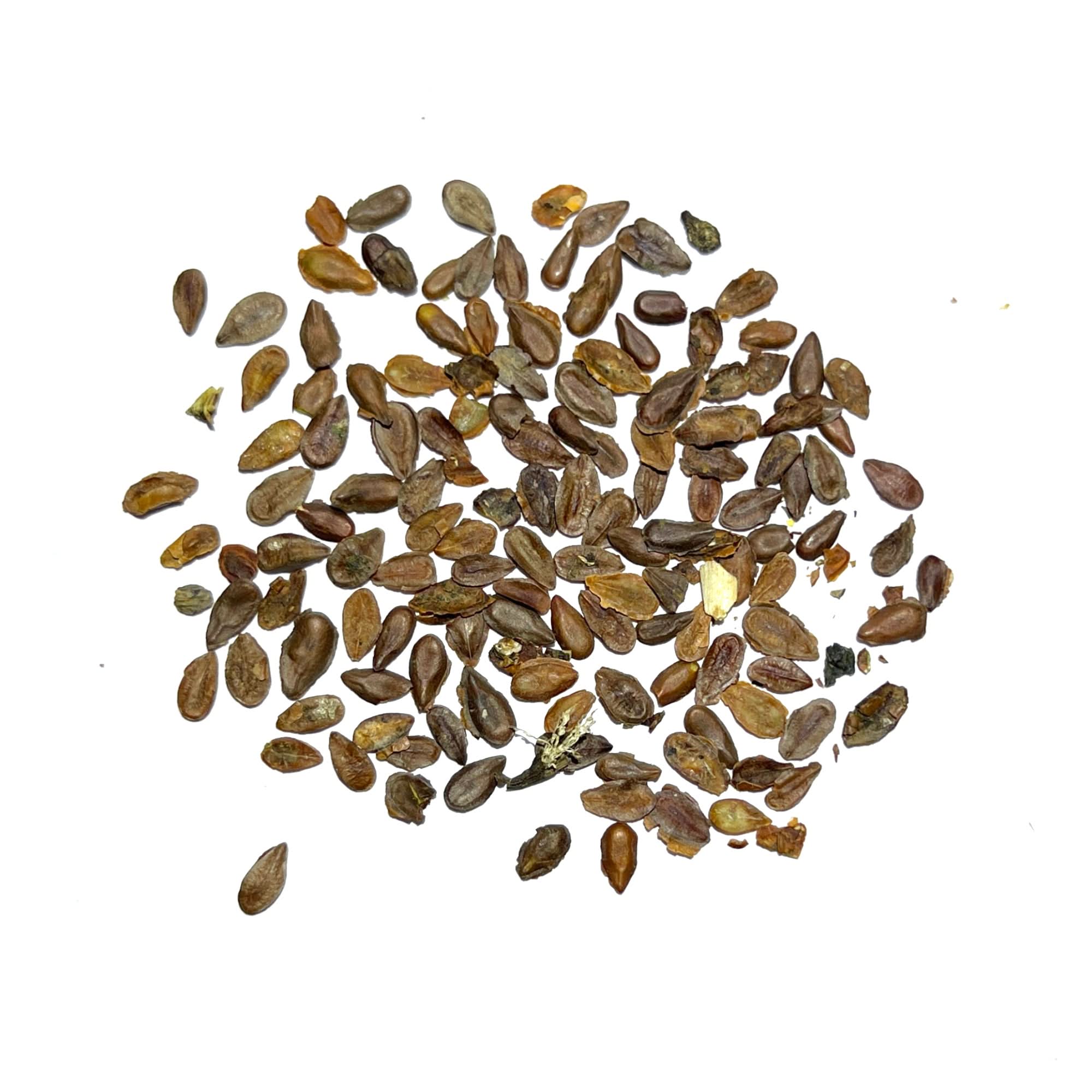 Pink Swamp Milkweed Seeds For Planting (Asclepias incarnata)