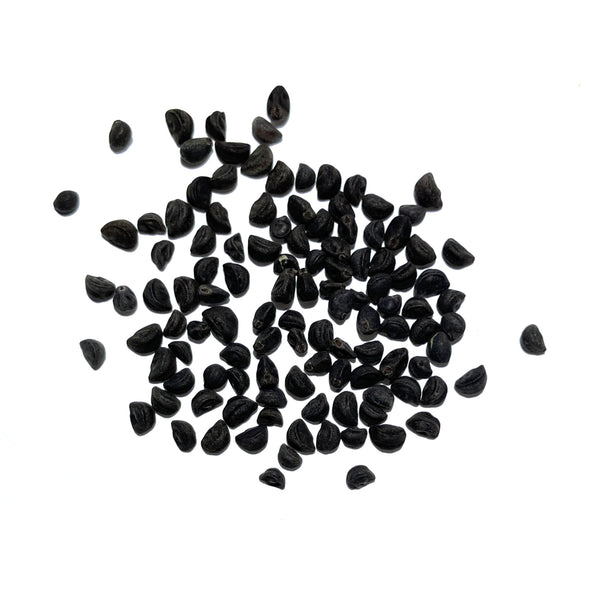 Black Kniolas Morning Glory Seeds For Planting (Ipomoea purpurea)