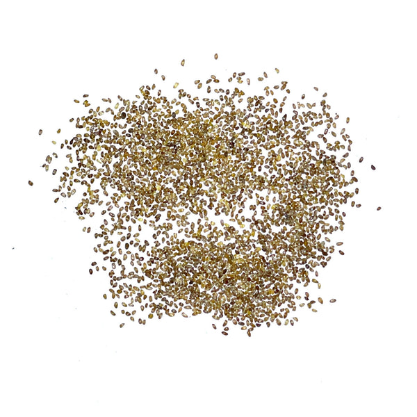 Bellflower Superba Seeds For Planting (Campanula glomerata)