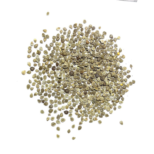 Chinese Forget-Me-Not Seeds For Planting (Cynoglossum amabile)