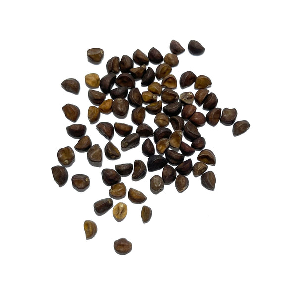 Red Picotee Morning Glory Seeds For Planting (Ipomoea nil)