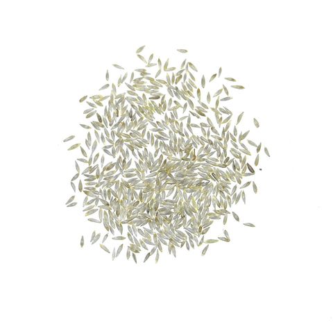 Parris Island Romaine Lettuce Seeds For Planting (Lactuca sativa)