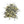Bolero Marigold Seeds For Planting (Tagetes erecta)