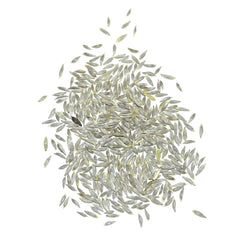 Prizehead Lettuce Seeds For Planting (Lactuca sativa)