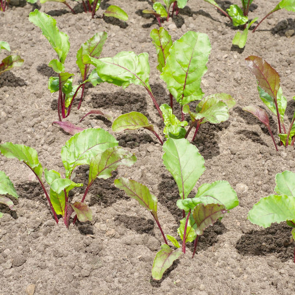 Rainbow Mixed Beet Seeds For Planting (Beta vulgaris)