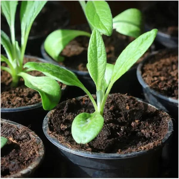 Green Globe Artichoke Seeds For Planting (Cynaria scolymus)