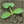 Early Prolific Straightneck Squash Seeds For Planting (Cucurbita pepo)