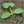 Early Prolific Straightneck Summer Squash Seeds For Planting (Cucurbita pepo)