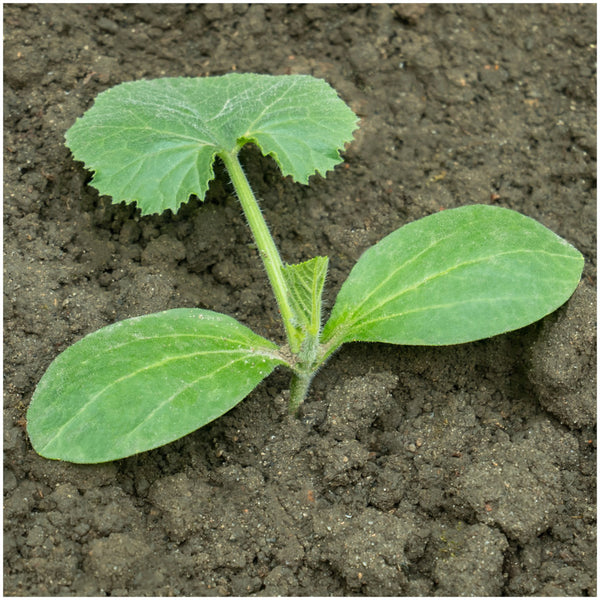 Early Prolific Straightneck Squash Seeds For Planting (Cucurbita pepo)