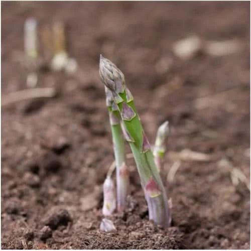 asparagus seeds on plant Mary Washington Asparagus Seeds For Planting (Asparagus officinalis) – Seed Needs LLC
