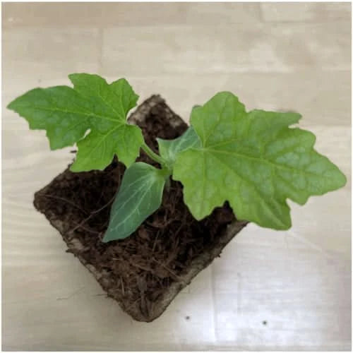 Luffa Gourd Seeds For Planting (Luffa aegyptiaca)