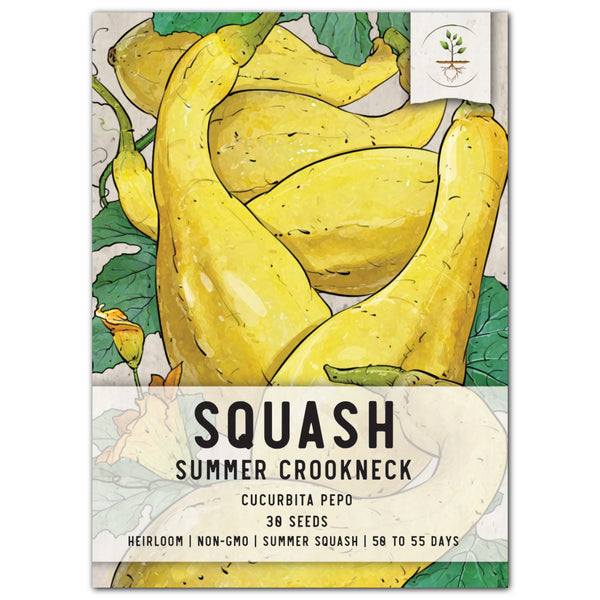 Crookneck Summer Squash Seeds For Planting (Cucurbita pepo)